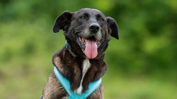 Hund mit schwarzem Fell schaut hechelnd in die Kamera 