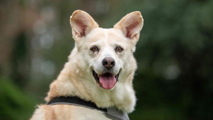 Hund mit blondem Fell und braunen Augen in Nahaufnahme 