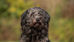 Ein Hund mit schwarzem langem Fell in Nahaufnahme 