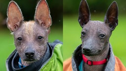 Collage von zwei grauen nackten Hunden