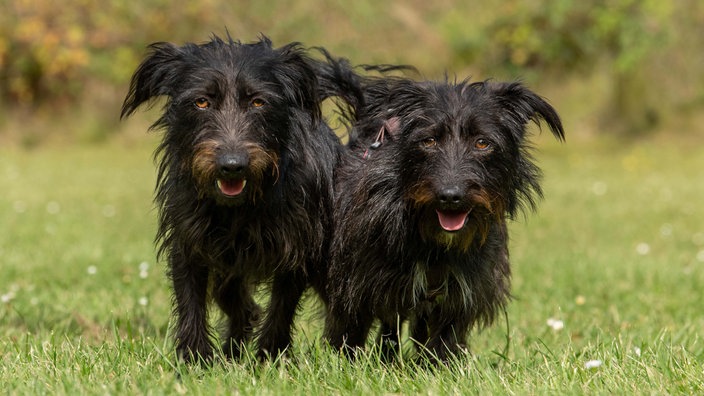 Zwei Hunde mit schwarzem Fell und weißen Flecken stehen nebeneinander auf einer Wiese und schauen in Richtung Kamera 