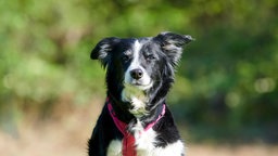 Schwarz-weißer Hund mit flauschigem Fell (Nahaufnahme) 