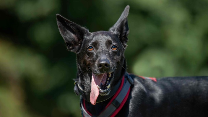 Ein Hund mit schwarzem Fell und spitzen Ohren schaut hechelnd in die Kamera  