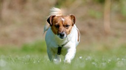 Kleiner weiß-brauner Hund läuft über eine Wiese