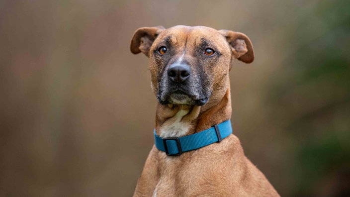 Ein Hund mit braun-weißem Fell in Nahaufnahme 