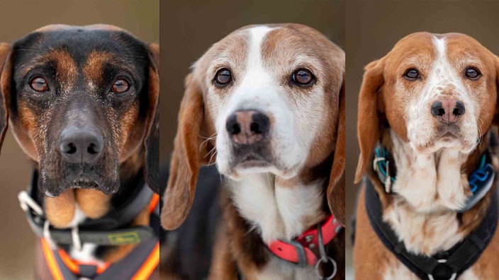 Eine Collage aus einem schwarz-braunen und zwei tricolofarbigen Hunden  