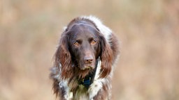 Ein braun-weißer Hund mit großen Schlappohren