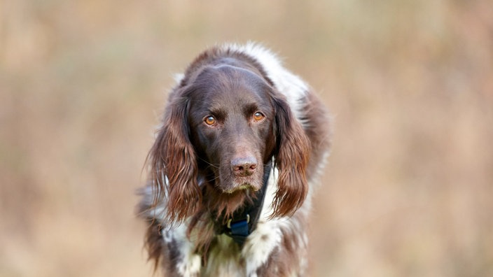 Ein braun-weißer Hund mit großen Schlappohren