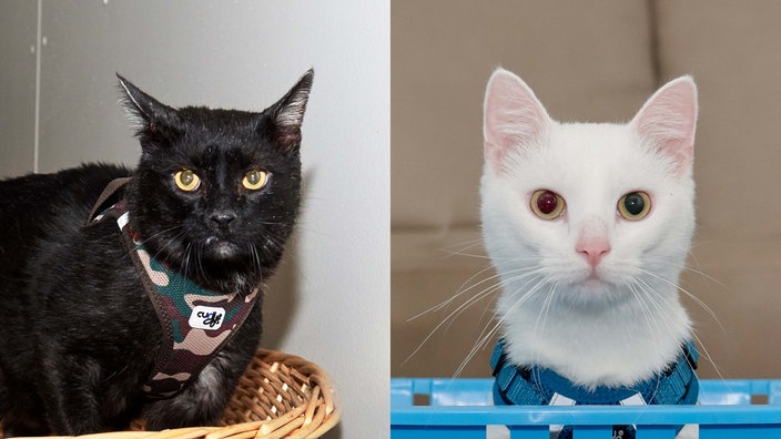 Links eine schwarze Katze und rechts eine weiße Katze