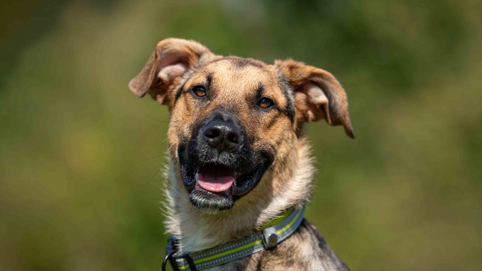 Ein Hund mit hellbraun-schwarzem Fell in Nahaufnahme 