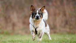 Weißer Hund mit schwarz-braunen Flecken läuft über eine Wiese