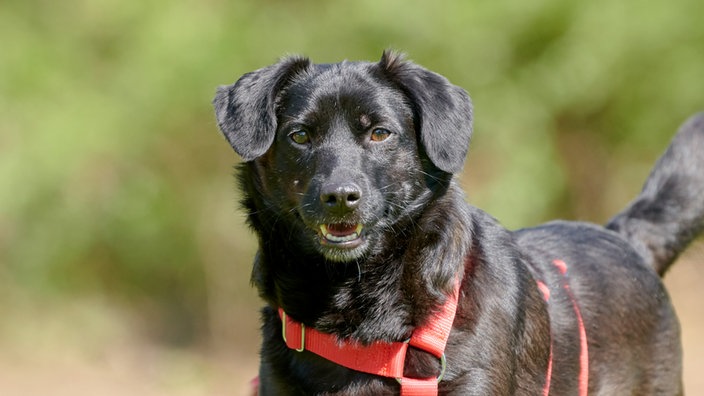 Schwarzer Hund mit rotem Geschirr (Nahaufnahme)