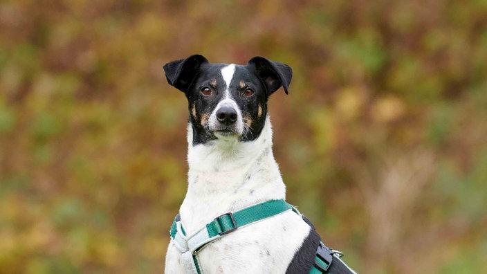 Ein Hund mit tricolorfarbigem Fell in Nahaufnahme 