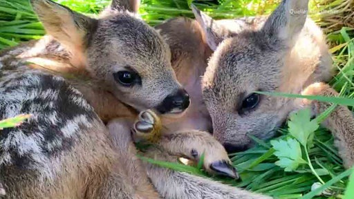 Zwei Rehkitze liegen aneinander gekuschelt im Gras 