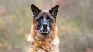 Ein Hund mit braun-schwarzem Fell in Nahaufnahme 