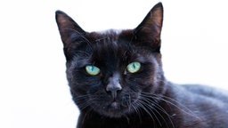 Schwarze Katze mit hellgrünen Augen, der Hintergrund ist hell