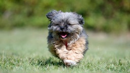 Ein kleiner grau-brauner Hund mit langem Fell läuft über eine Wiese