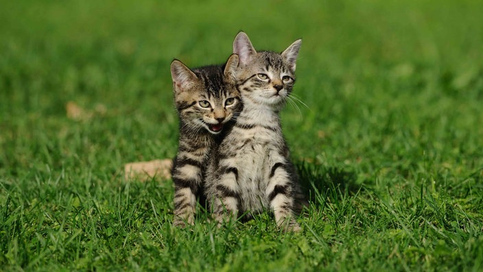 Zwei kleine getigerte Hauskatzen sitzen auf einer Wiese 