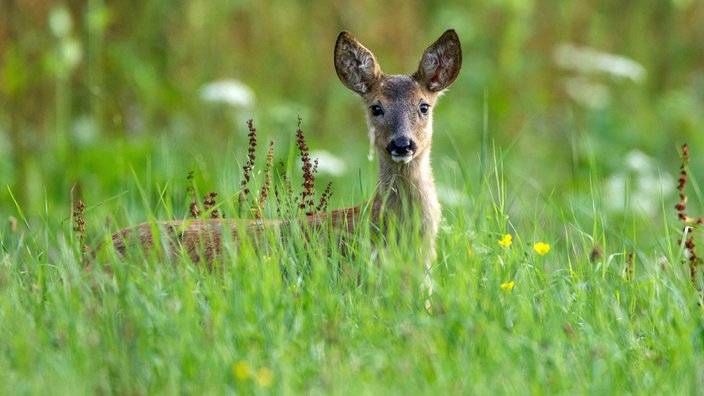 Rehkitz auf einer Wiese 