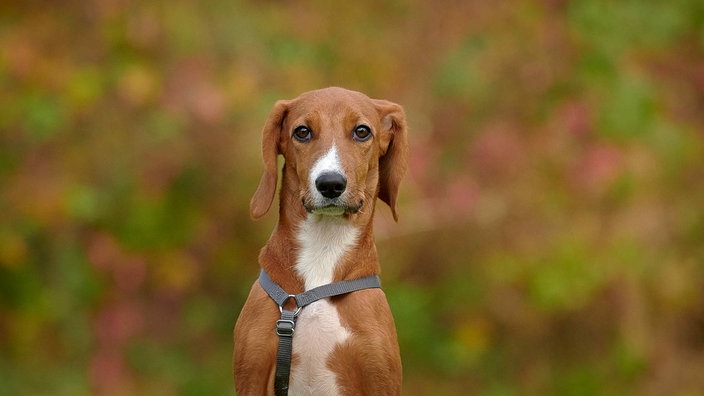 Hund mit braun-weißem Fell und Schlappohren in Nahaufnahme 