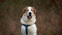 Großer Hund mit weiß braunem Fell und blauem Geschirr in Nahaufnahme 