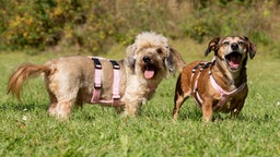 Ein kleiner Hund mit beigefarbenem Fell und ein kleiner Hund mit braunem Fell stehen nebeneinander auf einer Wiese