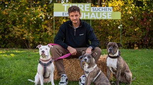 Podcaster Tommi Schmitt sitzt auf einem Strohballen und hat drei Hunde an der Leine 