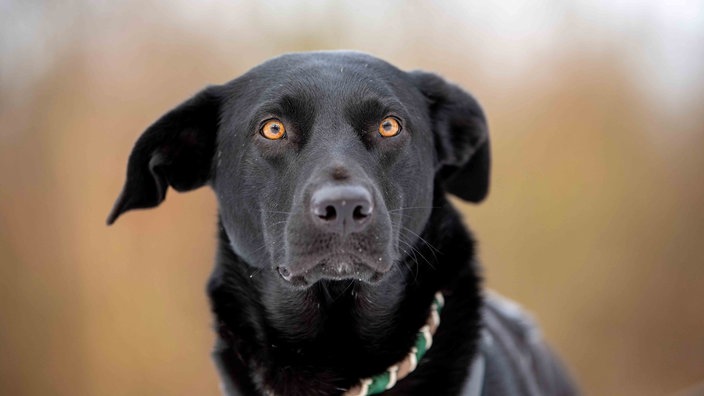 Ein Hund mit schwarzem Fell und braunen Augen in Nahaufnahme 