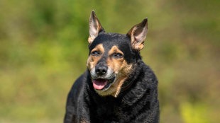 Ein Hund mit schwarz-braunem Fell hechelnd in Nahaufnahme 