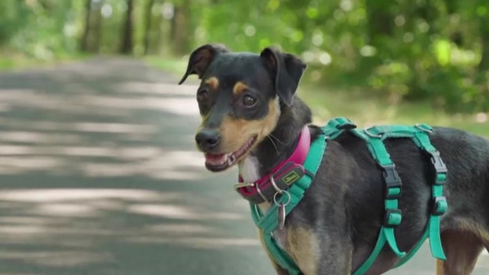 Ein Hund mit schwarz-braunem Fell auf einem Waldweg 