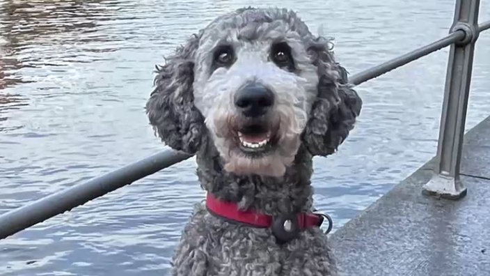 Ein Hund mit grauem lockigem Fell vor einem See 