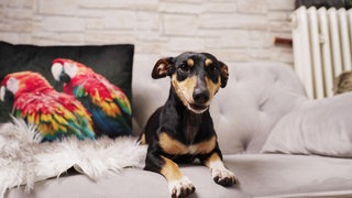 Ein braun-schwarzer Hund sitzt auf einer hellgrauen Couch