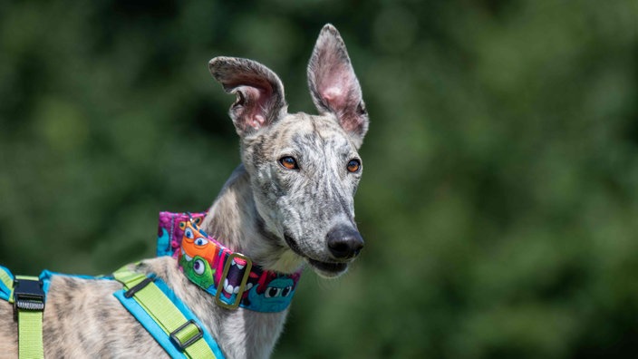 Schlanker großer Hund mit hell gestromtem Fell in Nahaufnahme 