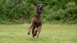 Hund mit gestromtem Fell läuft hechelnd über eine Wiese 