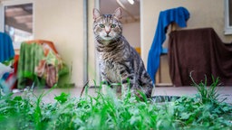 grau getigerte Katze sitzt auf einer Terasse, im Vordergrund ist Gras 