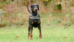 Ein Hund mit schwarz-braunem Fell steht auf einer Wiese 