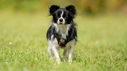 Kleiner Hund mit langem schwarz-weißem Fell steht auf einer Wiese und schaut in Richtung Kamera 