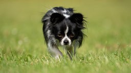Kleiner Hund mit schwarz-weißem langem Fell läuft über eine Wiese 