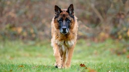 Ein Hund mit braun-schwarzem Fell auf einer Wiese 