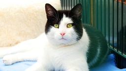 Eine schwarz-weiße Katze mit gelben Augen