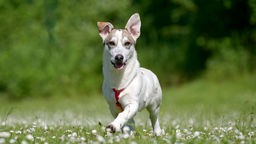 Ein kleiner weiß-brauner Hund läuft über eine Wiese