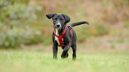 Ein Hund mit schwarz-weißem Fell und Schlappohren läuft über eine Wiese 