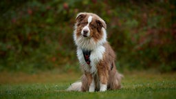 Weiß-brauner Hund mit langem Fell sitzt auf einer Wiese