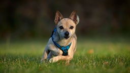 Ein kleiner brauner Hund mit blauem Geschirr läuft über eine Wiese