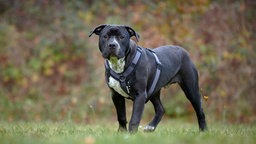 Hund mit schwarzem Fell und weißen Flecken steht auf einer Wiese und schaut in Richtung Kamera 