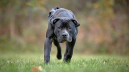 Hund mit schwarzem Fell und weißen Flecken läuft geduckt über eine Wiese 