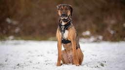 Ein großer Hund mit tricolorfarbenem Fell auf einer mit Schnee bedeckten Wiese 