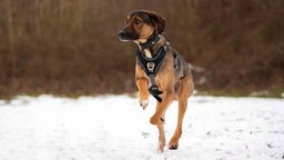 Ein großer Hund mit tricolorfarbenem Fell auf einer mit Schnee bedeckten Wiese 