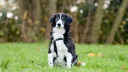 Ein Hund mit schwarz-weißem Fell und einem getrübten Auge auf einer Wiese 