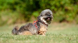 Ein kleiner grau-brauner Hund mit rotem Geschirr sitzt seitlich auf einer Wiese